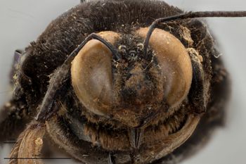 Media type: image;   Entomology 810619 Aspect: head frontal view